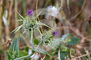 thorn Purple flower