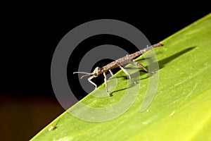 Thorn stick insect