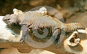 Thorn-tailed Agama 3