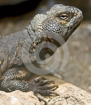 Thorn-tailed Agama 5