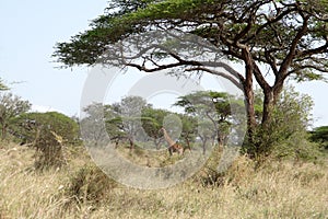 Thorn tree on an african plain