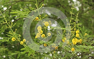 Thorn tree flowers