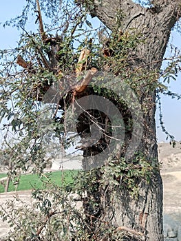 Thorn tree in the forest and dry savanna