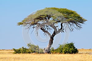 Thorn tree landscape - Etosha