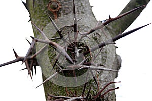 Thorn tree
