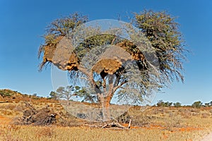 Thorn tree and large weaver nest