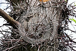 Thorn tree stem fragment