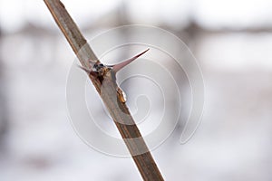 Thorn tree stem fragment with many