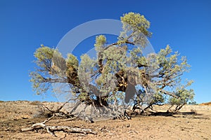 Thorn tree and weaver nests