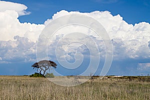 Thorn tree and white thunder clouds