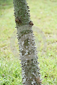 Thorn on trunk
