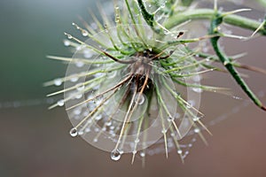 Thorn, waterdrops, spider web