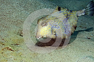 Thornback boxfish