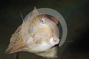 Thornback boxfish
