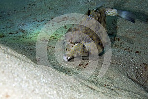Thornback boxfish