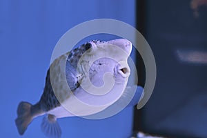 Thornback boxfish - solitair fish swimming close
