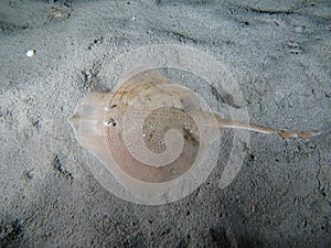 Thornback Ray photo