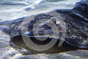 A Thornback ray fish under the water