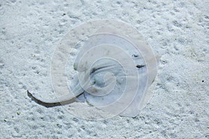 Thornback ray (Raja clavata). photo