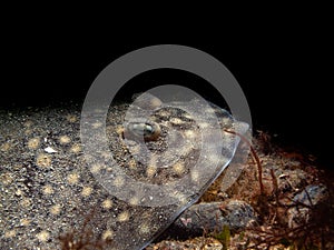 Thornback ray, Raja clavata, thornback skate. Kentallen Wall in Loch Linnhe, Scottish West Coast