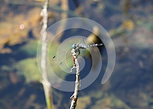 A thornbush dasher dragonfly in a pond