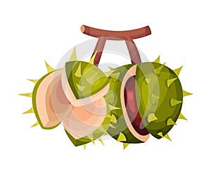 Thorned Chestnut Shell with Brown Fruit Inside Hanging on Tree Branch Vector Illustration photo