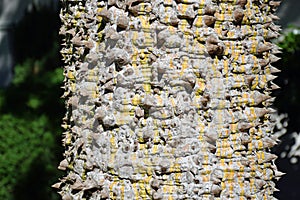 Thorney runk of the Pink Floss-Silk Tree