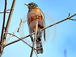 Thornhill American Robin on a branch 2018