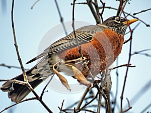 Thornhill American Robin on a tree 2018