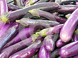 Thornhill chinese eggplant 2018