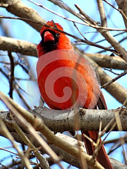 Thornhill male Northern cardinal on a branch 2018