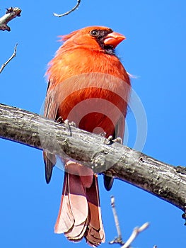 Thornhill male Northern cardinal March 2018