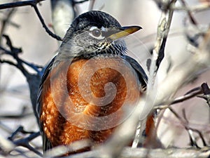 Thornhill portait of the American Robin 2018