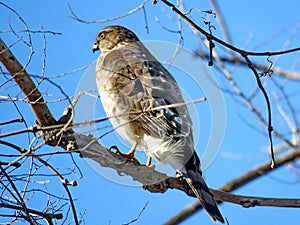 Thornhill portrait of the Coopers Hawk 2018