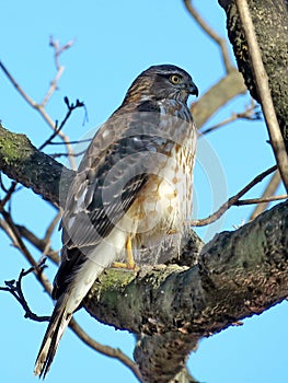 Thornhill the portrait of the Coopers Hawk 2018