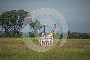 Thornicroft Girafe sanding in the bushveld in South Luangwa National Park, Zambia, Southern AfricaBotsNamibia Masi maraGiraffa