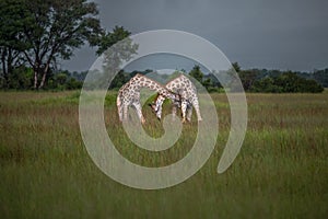 Thornicroft Girafe sanding in the bushveld in South Luangwa National Park, Zambia, Southern AfricaBotsNamibia Masi maraGiraffa