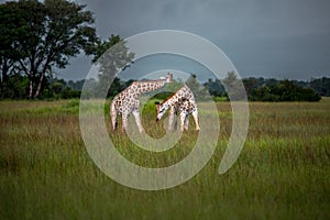 Thornicroft Girafe sanding in the bushveld in South Luangwa National Park, Zambia, Southern AfricaBotsNamibia Masi maraGiraffa