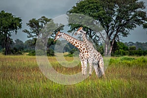 Thornicroft Girafe sanding in the bushveld in South Luangwa National Park, Zambia, Southern AfricaBotsNamibia Masi maraGiraffa