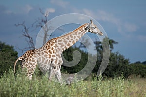 Thornicroft Girafe sanding in the bushveld in South Luangwa National Park, Zambia, Southern AfricaBotsNamibia Masi maraGiraffa