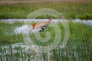 Thornicroft Girafe sanding in the bushveld in South Luangwa National Park, Zambia, Southern AfricaBotsNamibia Masi maraGiraffa