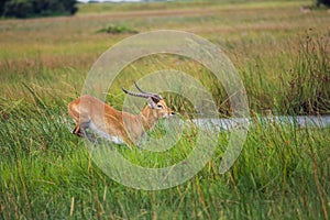 Thornicroft Girafe sanding in the bushveld in South Luangwa National Park, Zambia, Southern AfricaBotsNamibia Masi maraGiraffa