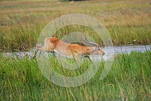 Thornicroft Girafe sanding in the bushveld in South Luangwa National Park, Zambia, Southern AfricaBotsNamibia Masi maraGiraffa