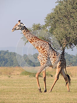 Thornicroft Giraffe