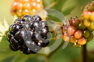 Thornless Blackberry Rubus fruticosus Black Satin fruit