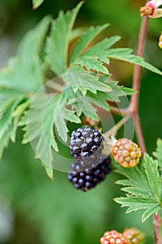 Thornless Blackberry Rubus fruticosus Loch Ness, black fruit