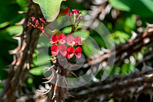 Thornless Crown of Thorns - Euphorbia Geroldii