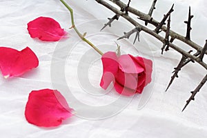 Thorns against white fabric and red rose petals, Christian background