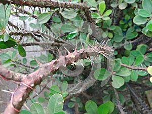Thorns on the branches of ornamental plant