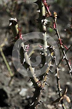 Thorns on the branches of a rose photo